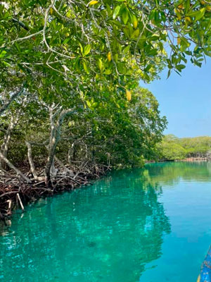 Mangrove Tunnels - Jungle